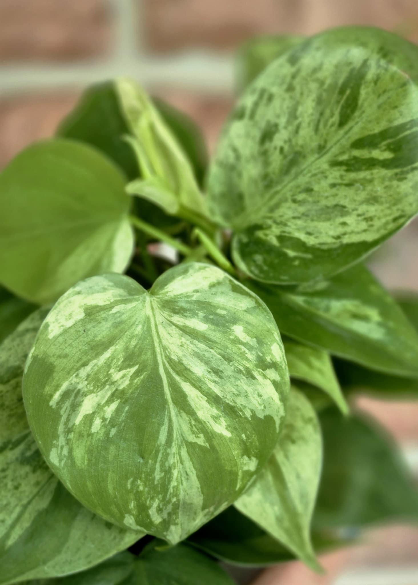 philodendron cruentum variegata Variegated Trailing Philodendron (Philodendron hederaceum variegata) – Cedar Bridge Botanicals