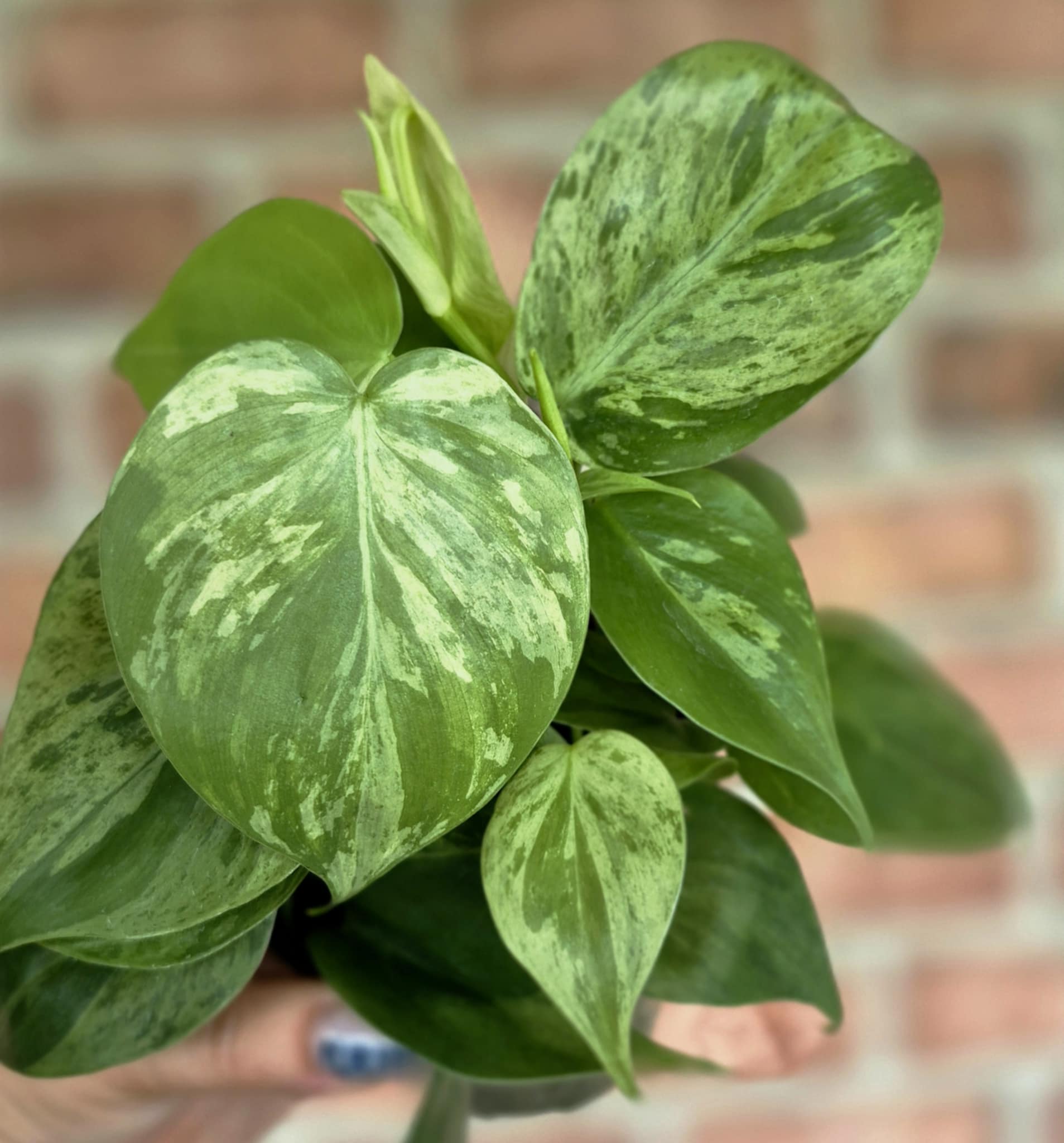 philodendron advena Variegated Trailing Philodendron (Philodendron hederaceum variegata) – Cedar Bridge Botanicals