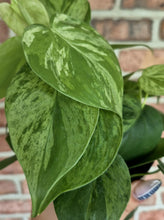 Load image into Gallery viewer, Variegated Trailing Philodendron (Philodendron hederaceum variegata)
