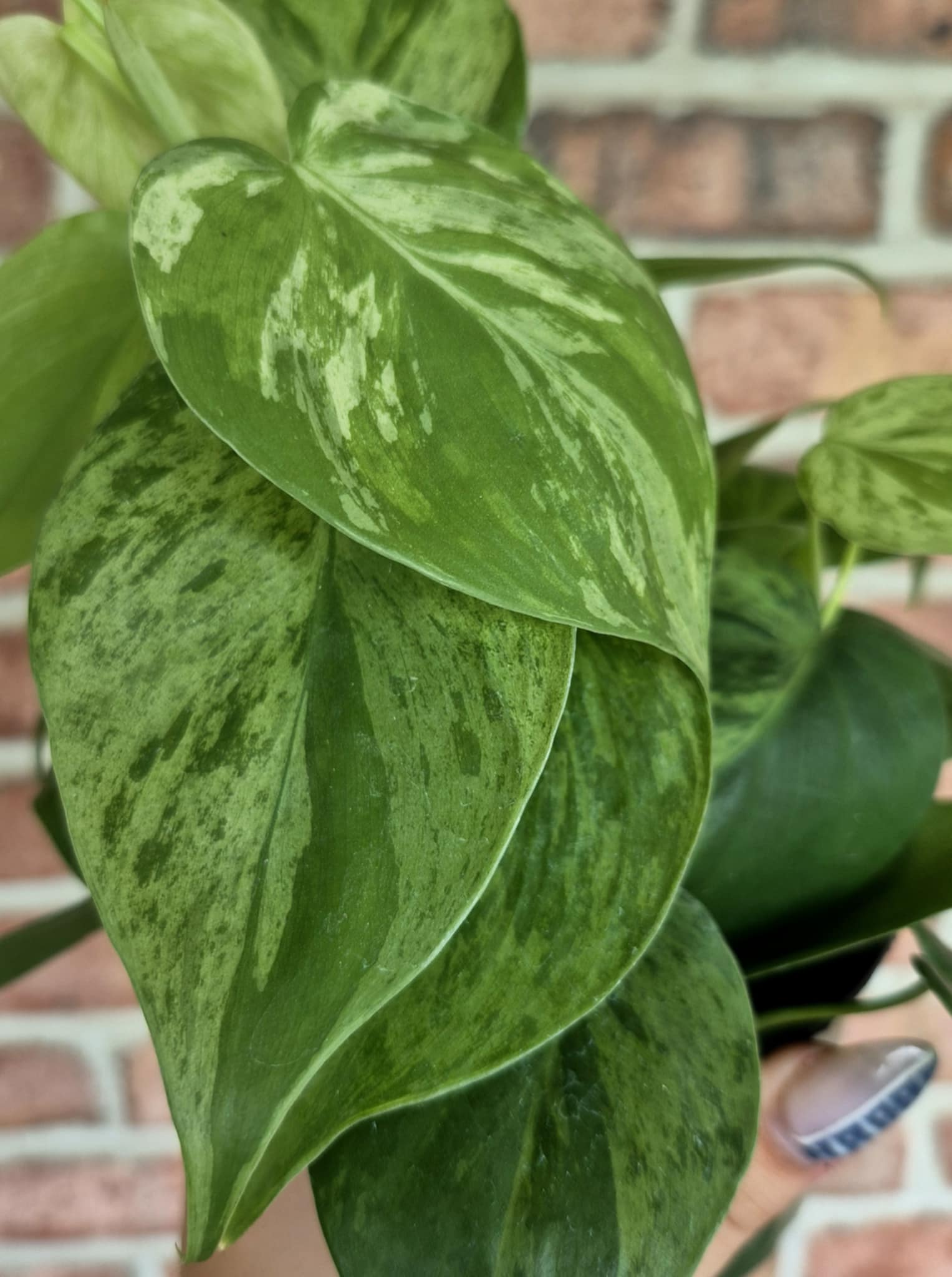 live monstera plant for sale Monstera Deliciosa 'Swiss Cheese Plant' Houseplant 17cm Pot