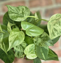 Load image into Gallery viewer, Variegated Trailing Philodendron (Philodendron hederaceum variegata)
