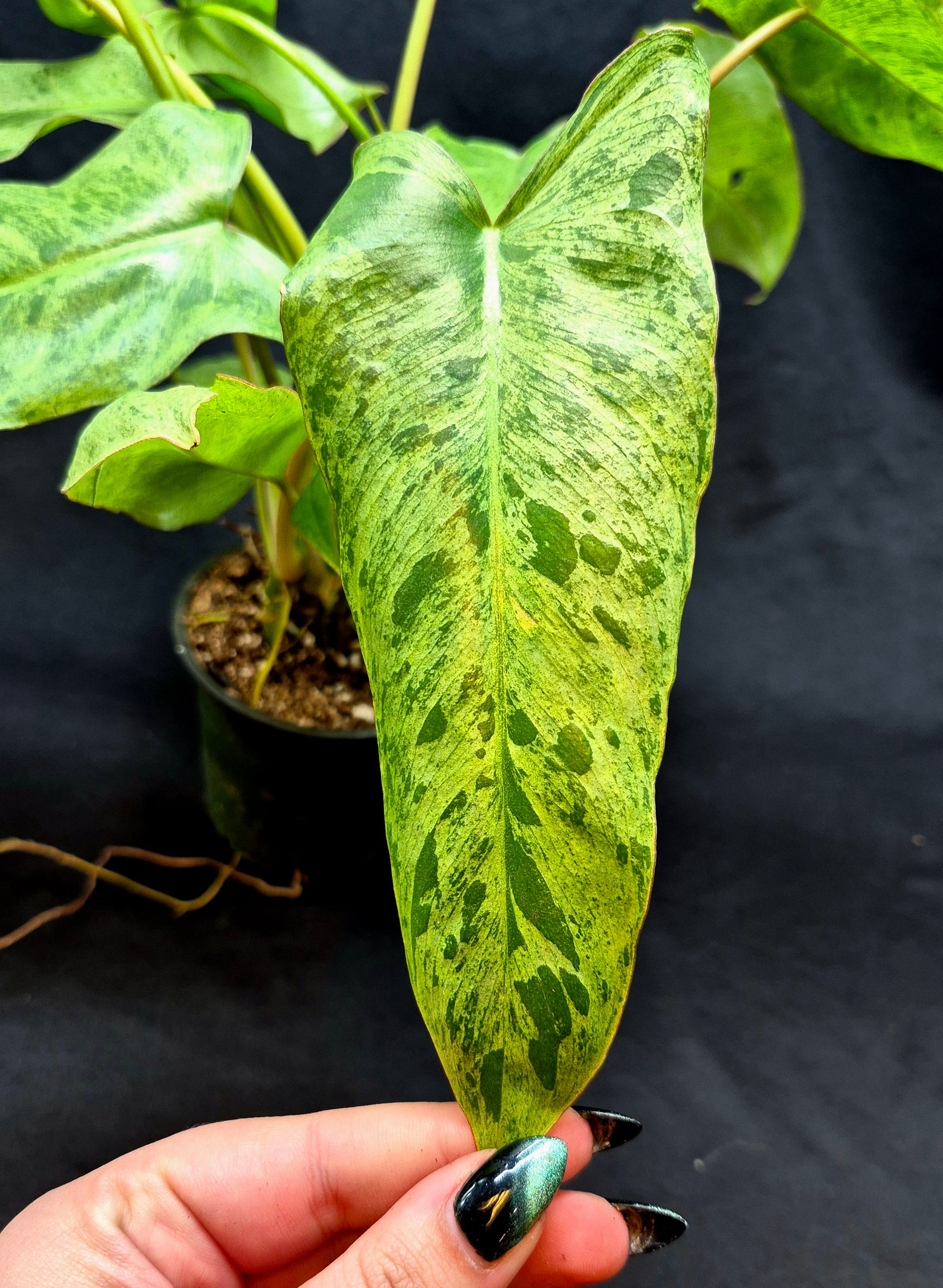 mature painted lady philodendron Philodendron 'Painted Lady' – Cedar Bridge Botanicals