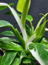 Load image into Gallery viewer, Philodendron punctata
