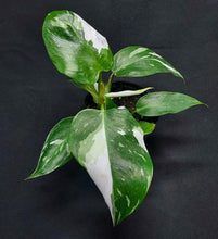 Load image into Gallery viewer, Philodendron punctata
