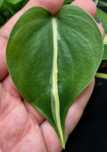 Load image into Gallery viewer, Philodendron 'Rio' (Philodendron hederaceum 'Rio')
