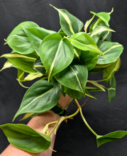 Load image into Gallery viewer, Philodendron 'Rio' (Philodendron hederaceum 'Rio')
