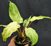 Load image into Gallery viewer, Philodendron Snowdrift
