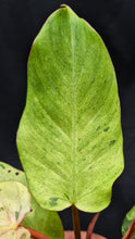 Load image into Gallery viewer, Philodendron Snowdrift
