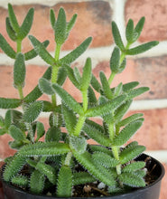Load image into Gallery viewer, Pickle Plant (Delosperma echinatum)
