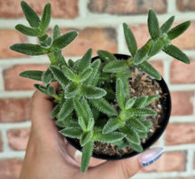 Load image into Gallery viewer, Pickle Plant (Delosperma echinatum)
