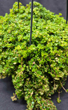 Load image into Gallery viewer, Tiny Baby Tears (Pilea depressa &#39;Sao Paulo&#39;)
