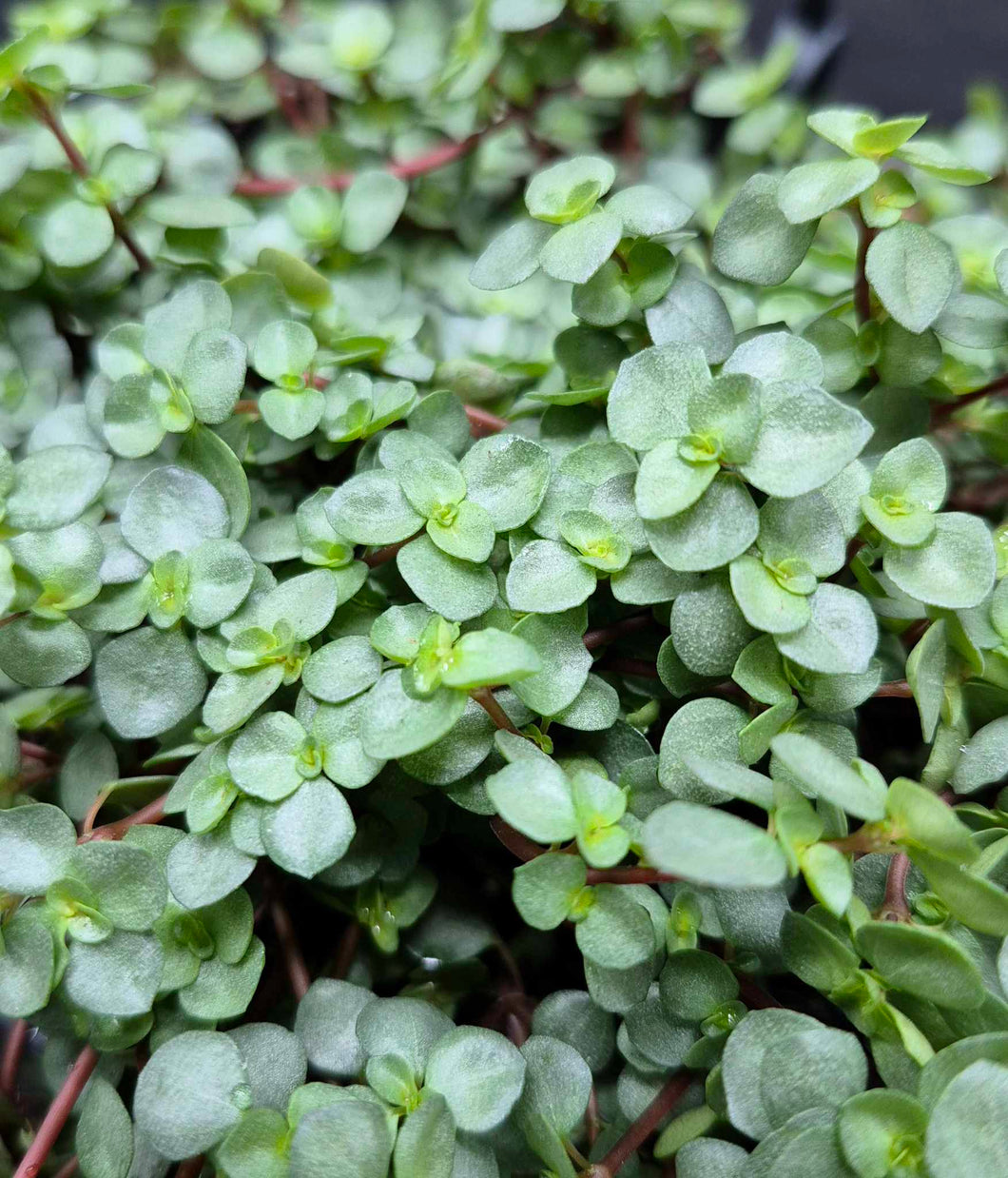 Baby Tears (Pilea glauca 'Aquamarine')