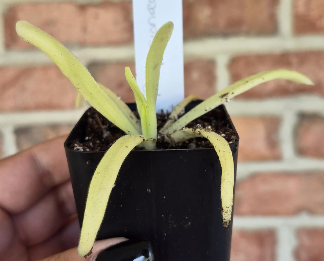 Pinguicula 'Apasionada'