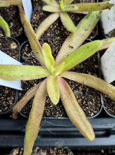 Load image into Gallery viewer, Pinguicula &#39;Aphrodite&#39;
