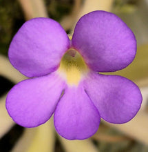 Load image into Gallery viewer, Pinguicula &#39;Aphrodite&#39;
