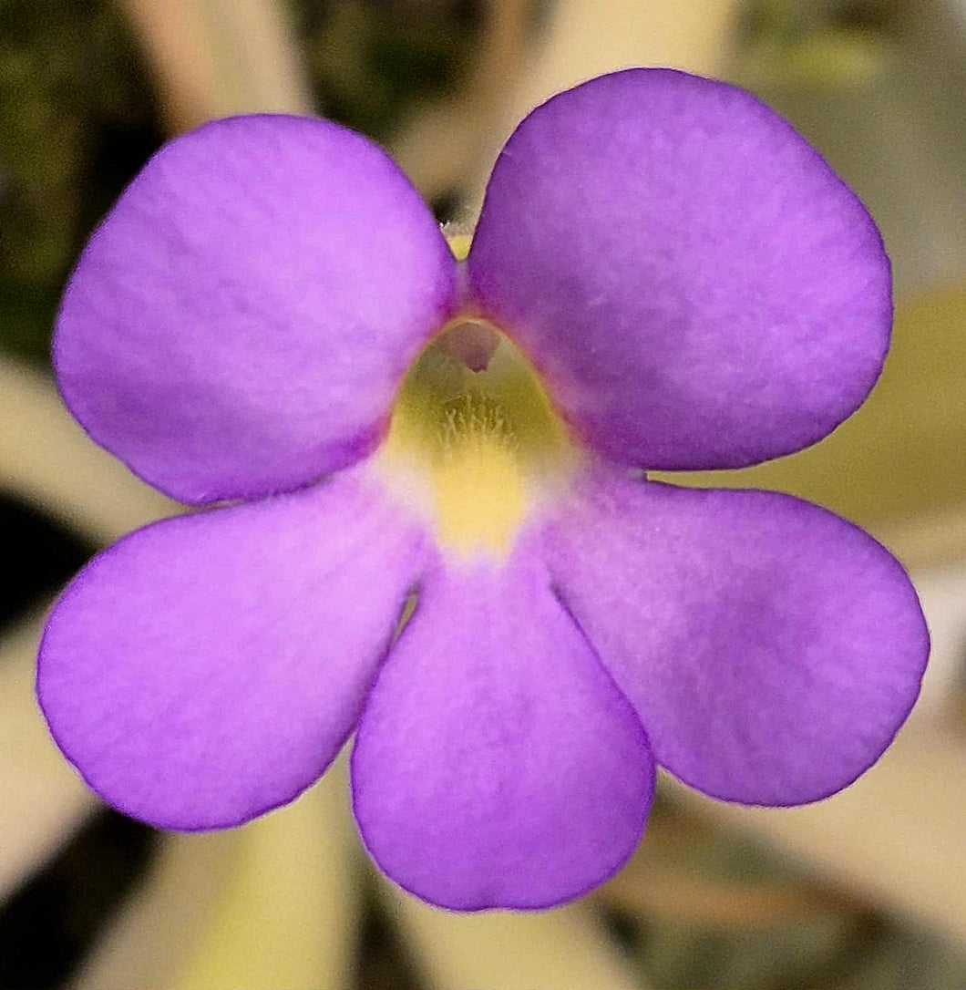 Pinguicula 'Aphrodite'