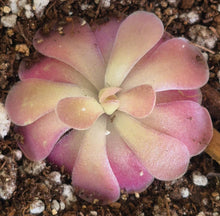 Load image into Gallery viewer, Pinguicula &#39;Johanna&#39;

