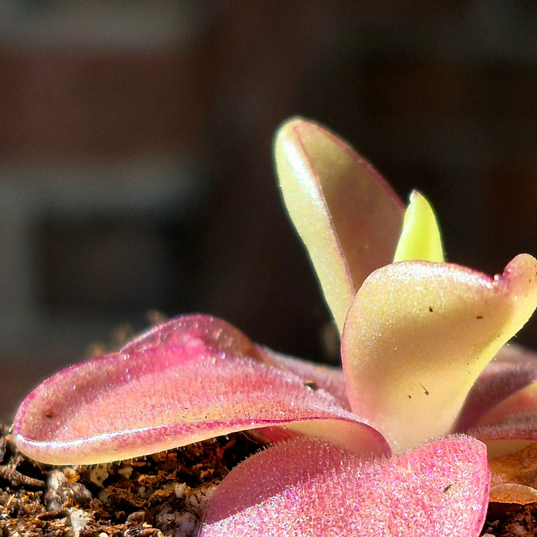 Pinguicula 'Razzberry Blonde' – Cedar Bridge Botanicals