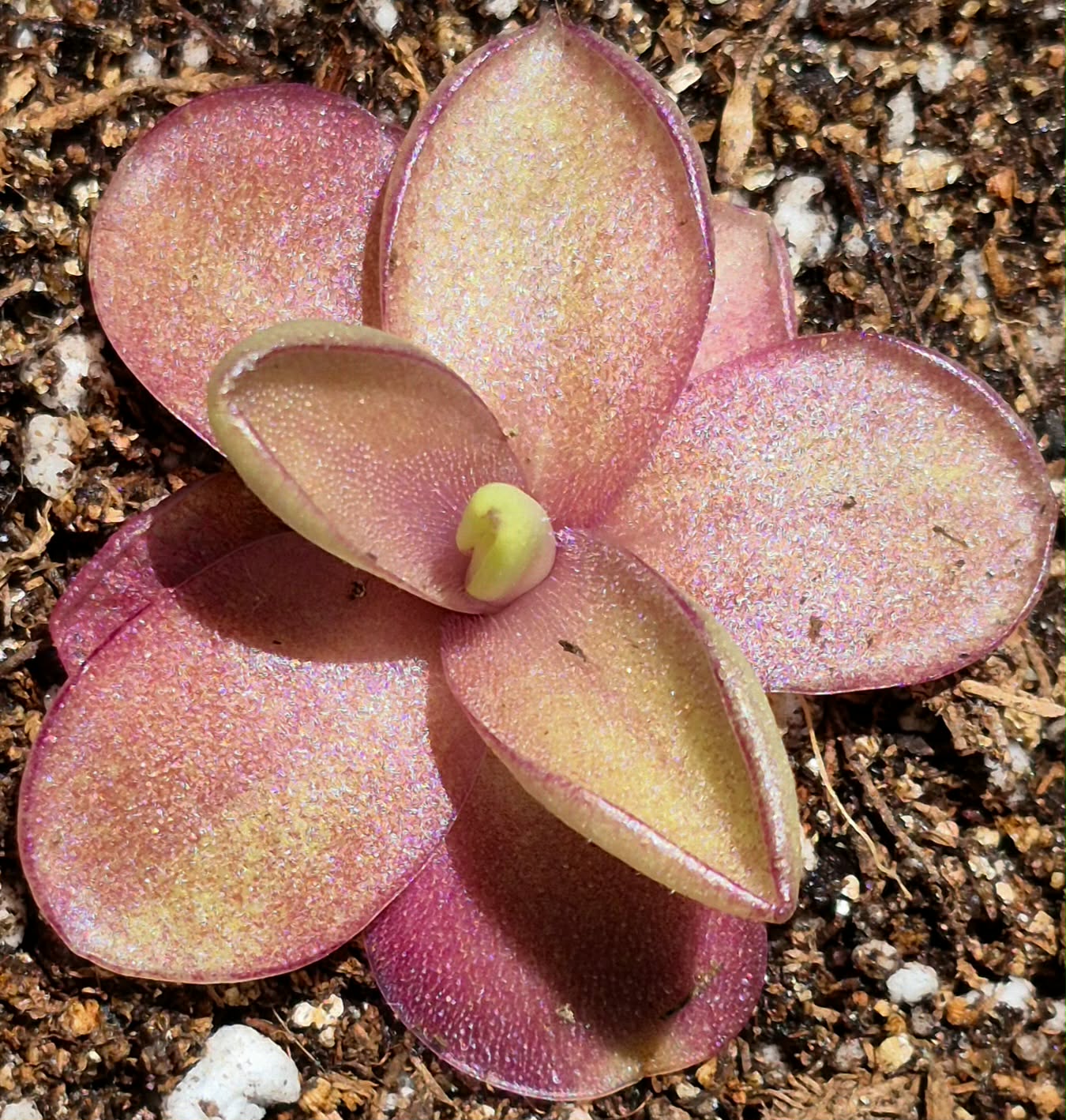 Pinguicula 'Razzberry Blonde' – Cedar Bridge Botanicals