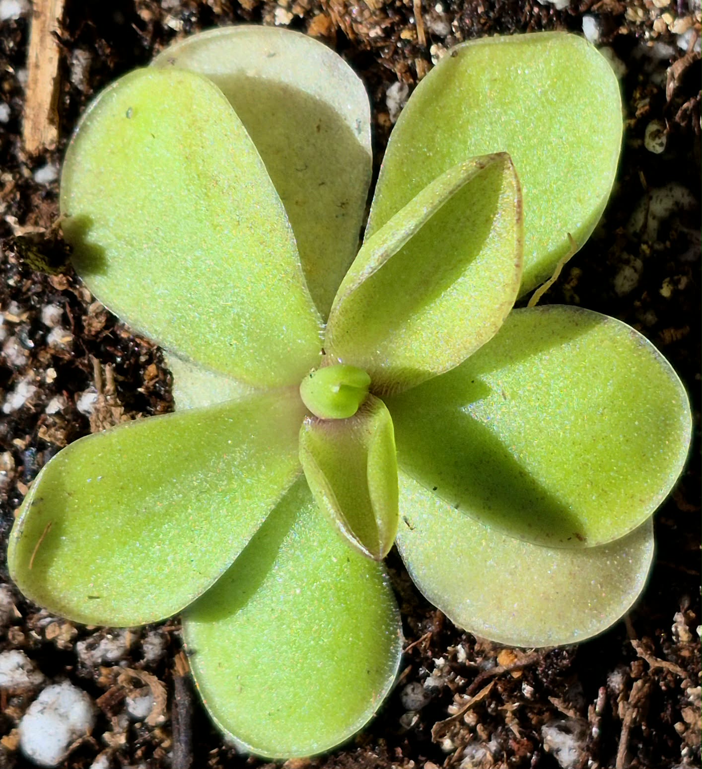 Pinguicula 'Razzberry Blonde' – Cedar Bridge Botanicals