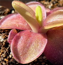 Load image into Gallery viewer, Pinguicula 'Razzberry Blonde'
