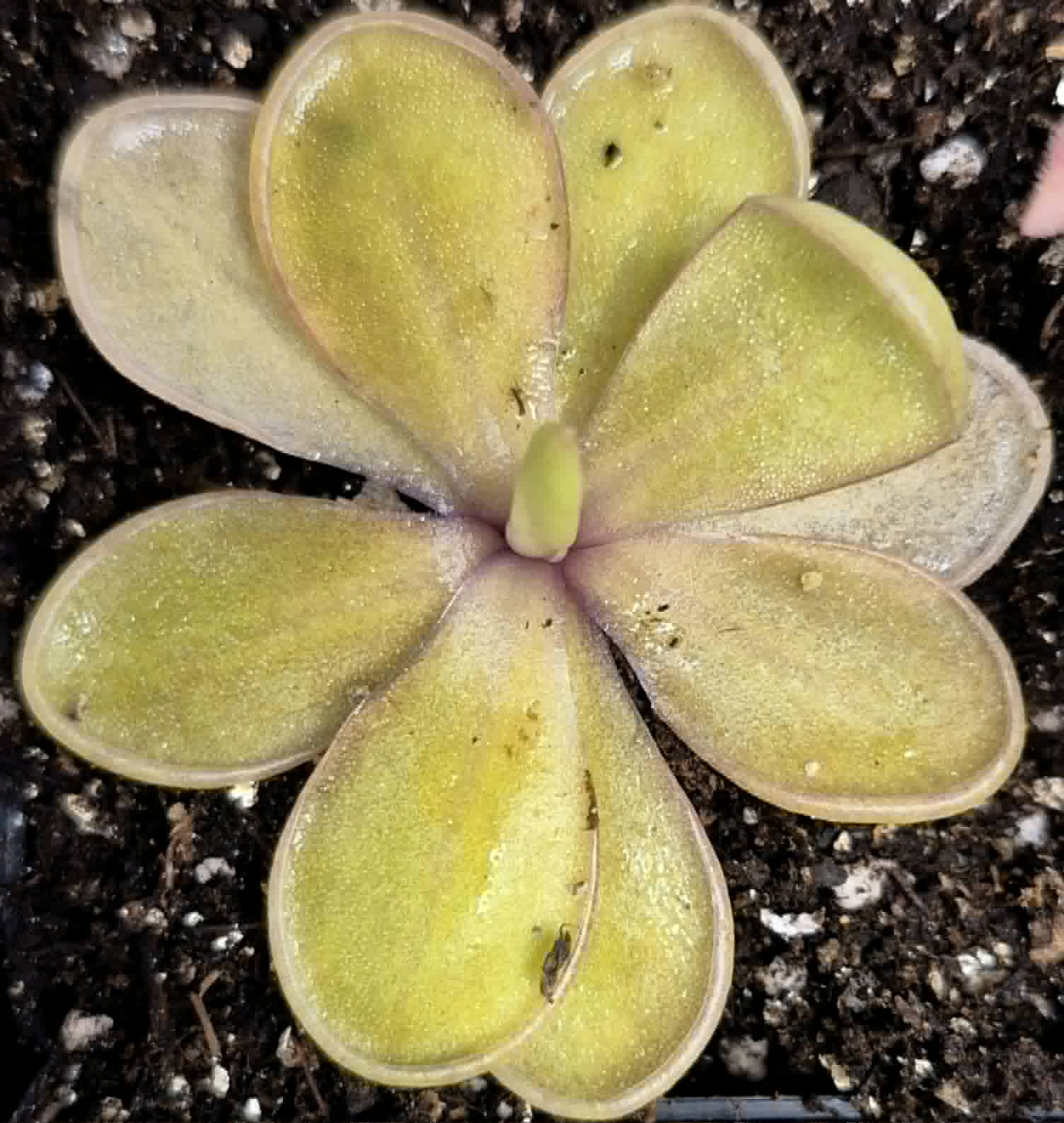 Houseplants – Cedar Bridge Botanicals