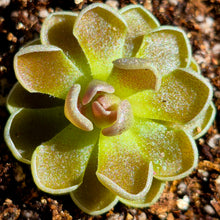 Load image into Gallery viewer, Pinguicula ehlersiae 'Victoria'
