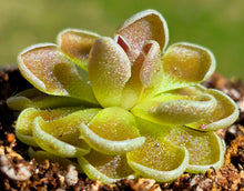 Load image into Gallery viewer, Pinguicula ehlersiae 'Victoria'
