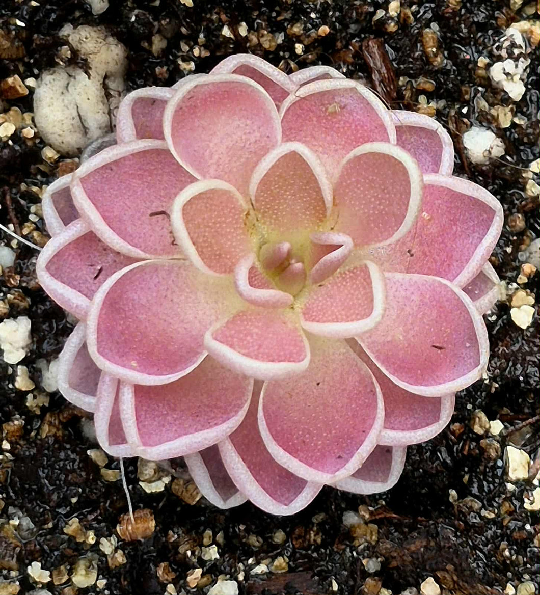 Pinguicula ehlersiae