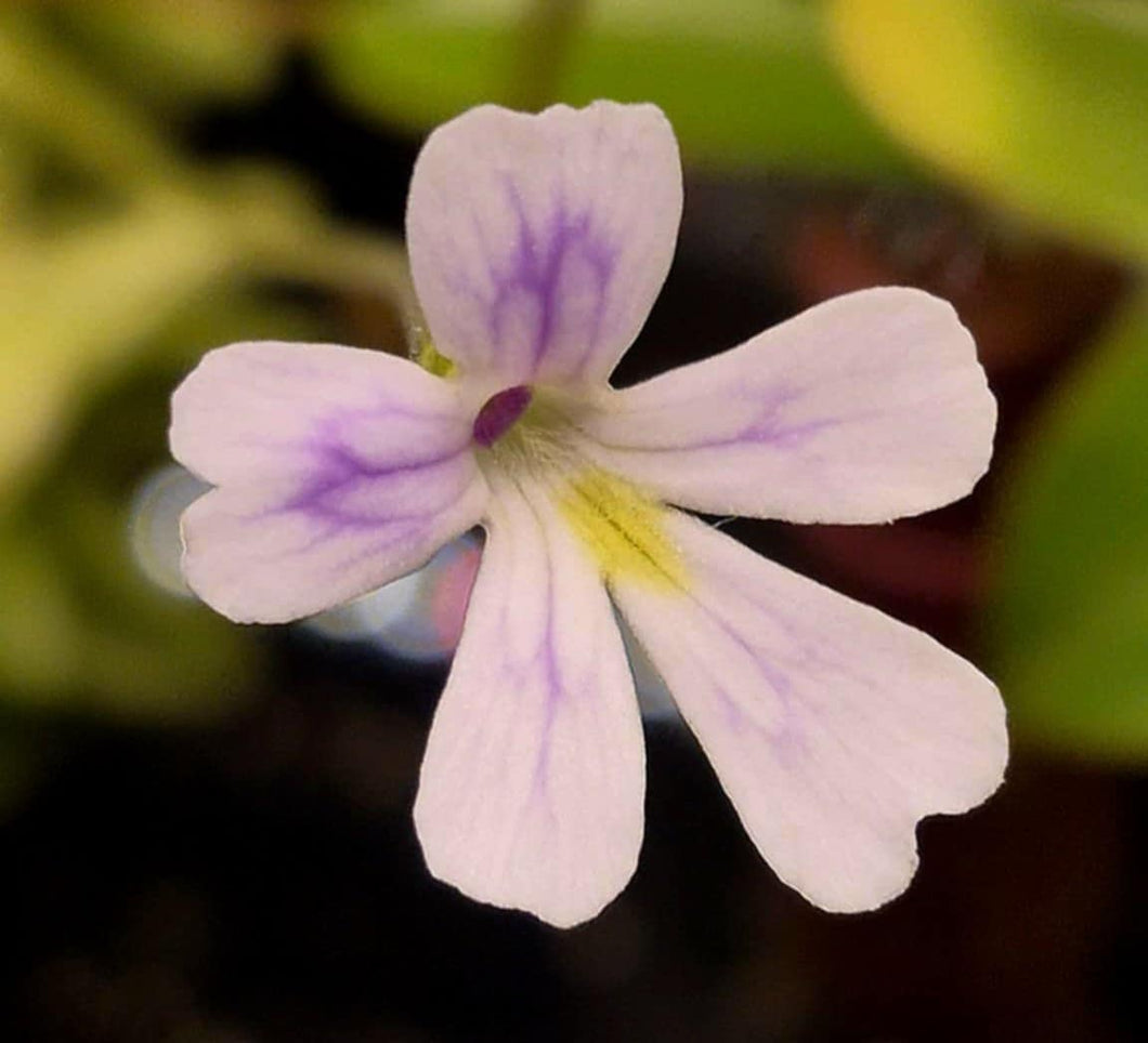 Pinguicula emarginata x juamavensis (Butterwort)