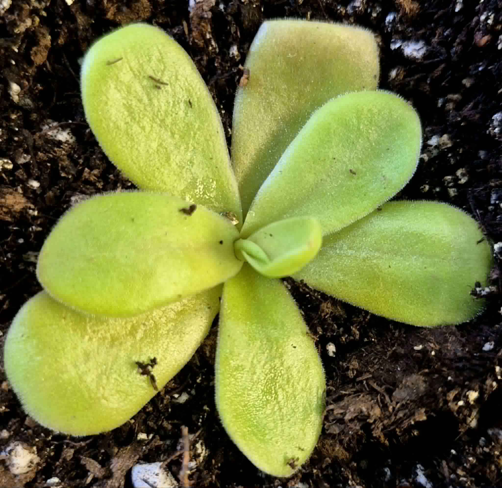 Houseplants – Cedar Bridge Botanicals