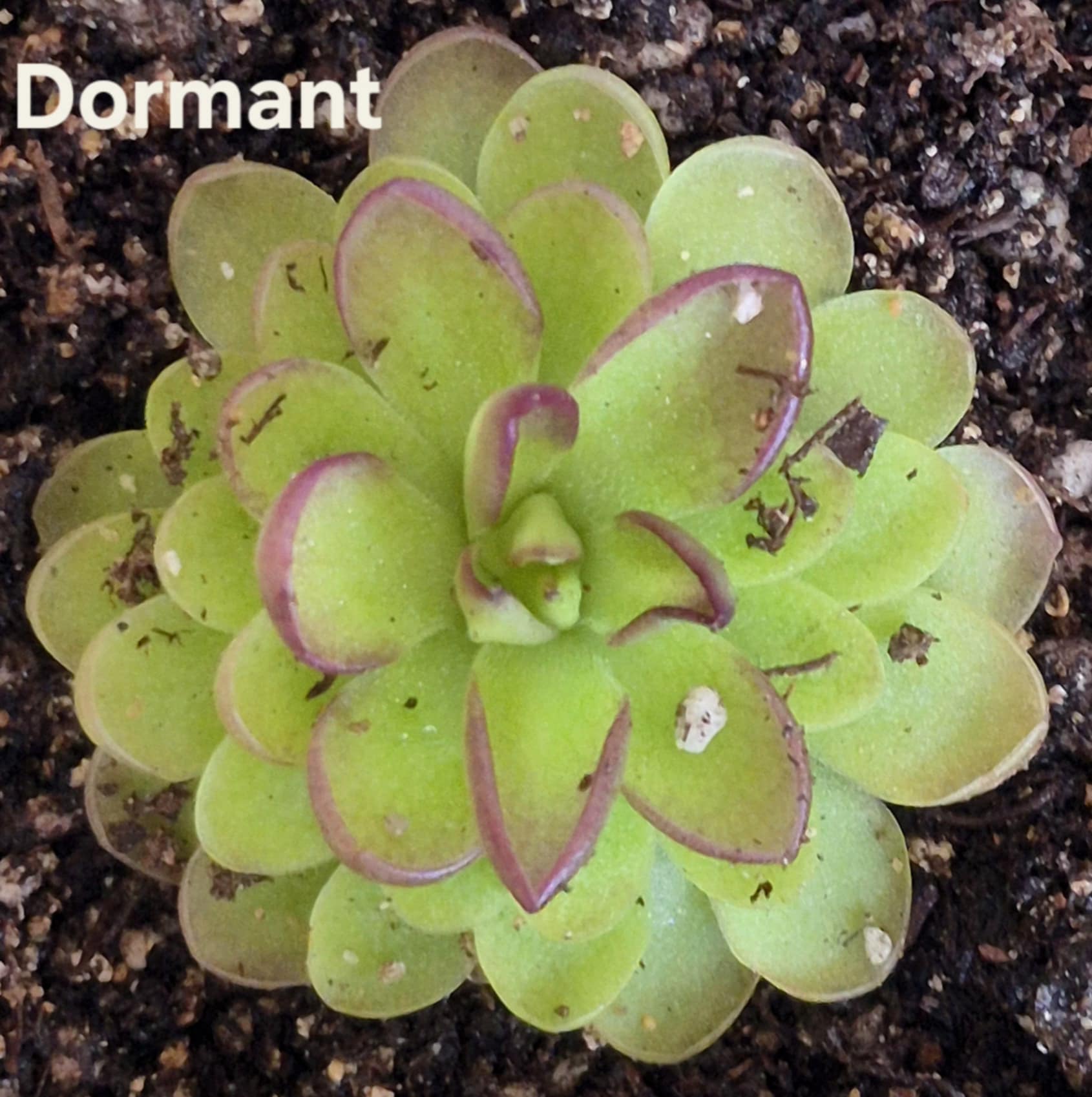 pinguicula succulent phase Pinguicula laueana – Cedar Bridge Botanicals
