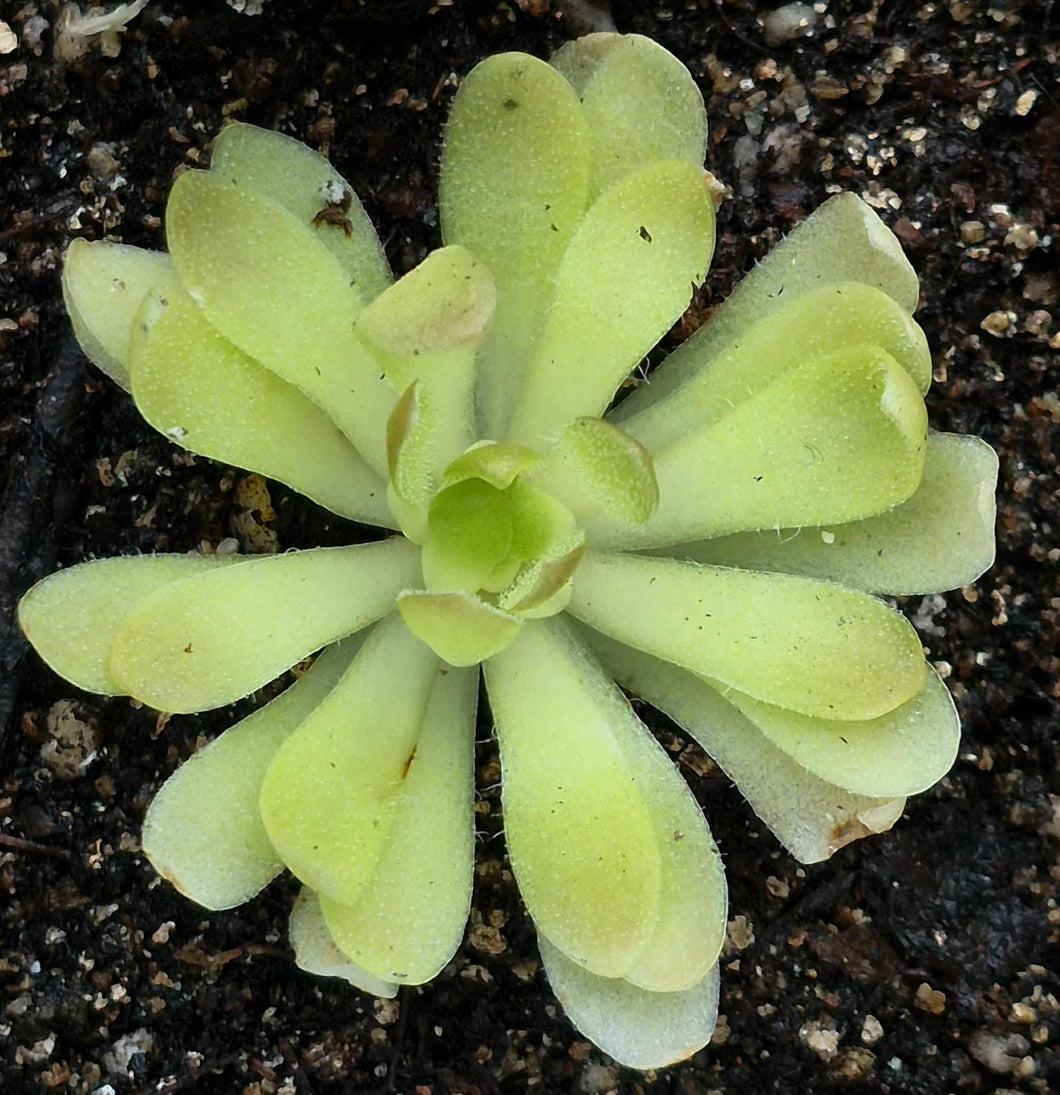 Pinguicula 'Marciano'