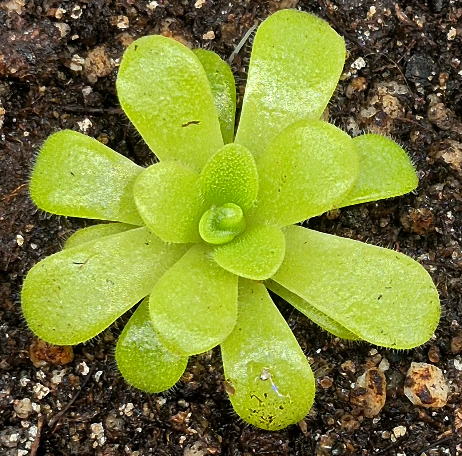 Carnivorous Plants – Cedar Bridge Botanicals