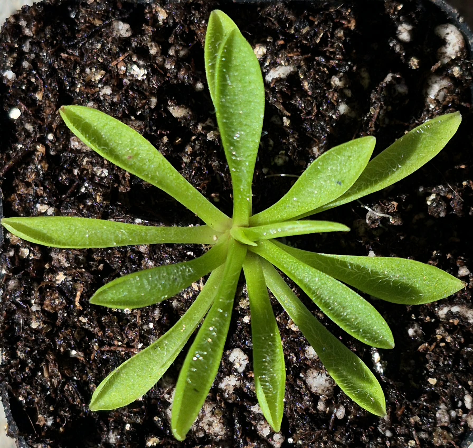 Plants – Page 5 – Cedar Bridge Botanicals