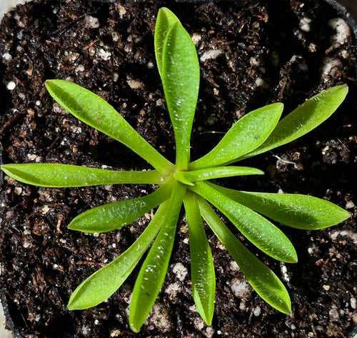 Plants – Page 2 – Cedar Bridge Botanicals