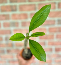 Load image into Gallery viewer, Plumeria frangipanier
