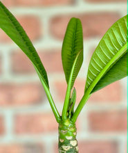 Load image into Gallery viewer, Plumeria frangipanier
