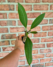 Load image into Gallery viewer, Plumeria frangipanier
