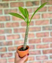 Load image into Gallery viewer, Plumeria frangipanier
