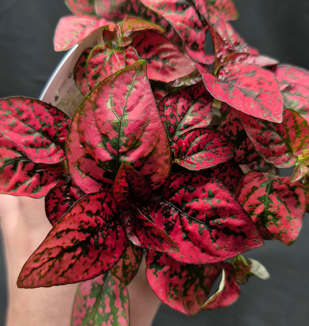 Polka Dot Plant (Hypoestes phyllostachya)