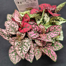 Load image into Gallery viewer, Polka Dot Plant (Hypoestes phyllostachya)
