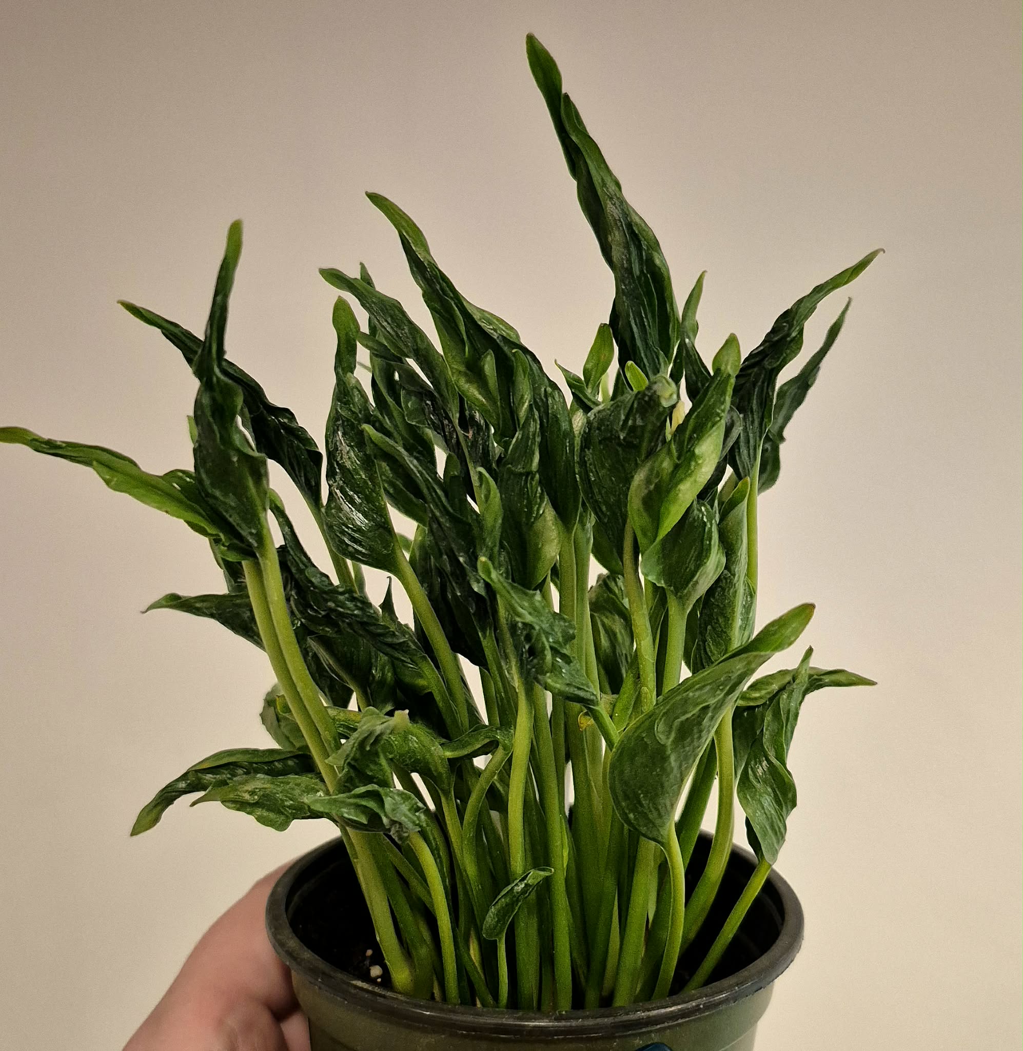 Sleeping Pothos (Pothos 'Shangri-La') – Cedar Bridge Botanicals