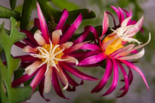 Load image into Gallery viewer, Ric Rac Cactus (Selenicereus anthonyanus)
