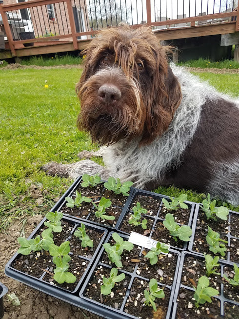 A flat of pea sprouts in the foreground with a shaggy brown and grey dog laying beside the flat