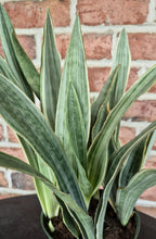 Load image into Gallery viewer, Sayuri Snake Plant (Sansevieria &#39;Sayuri&#39;)
