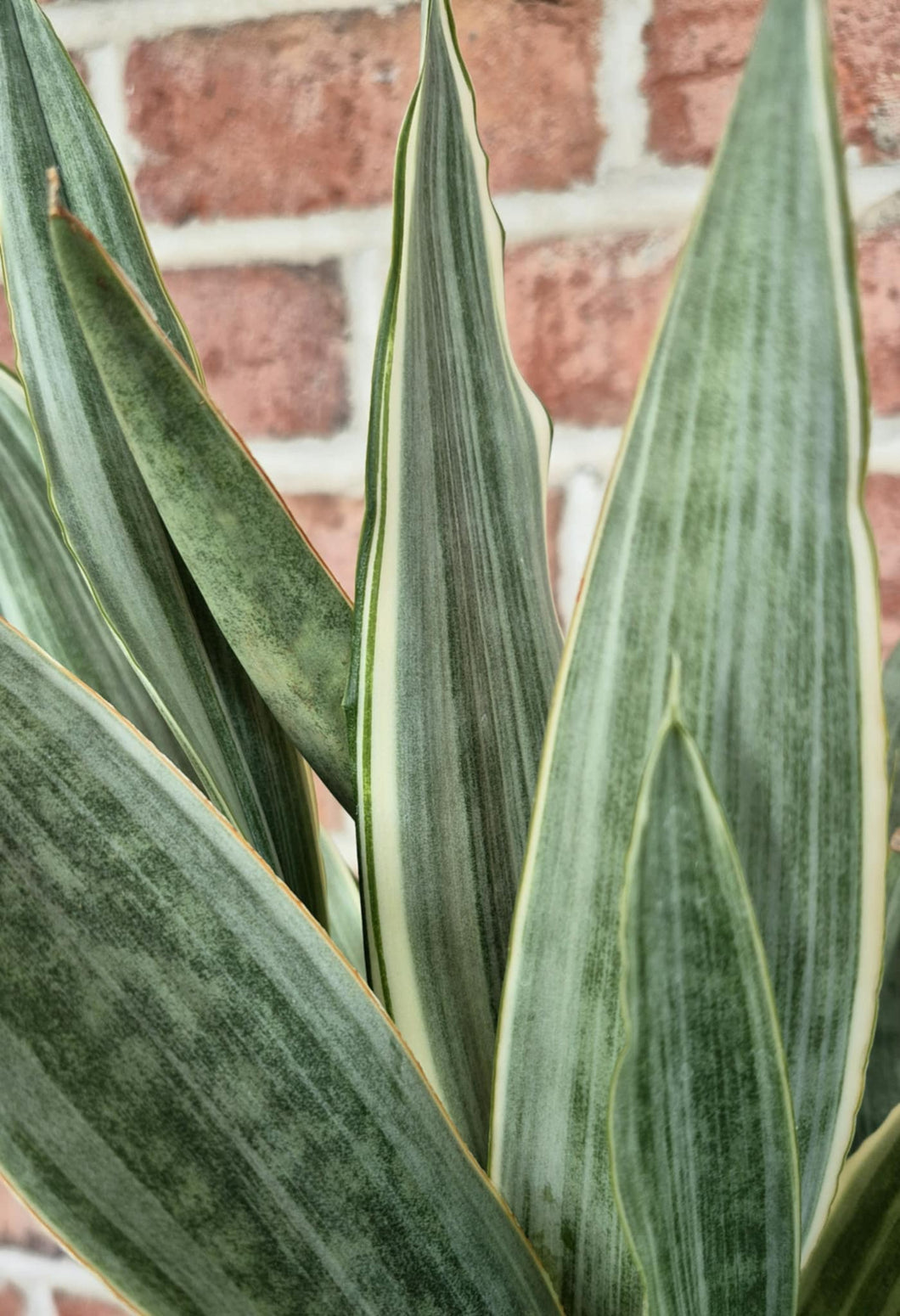 striped sansevieria Sayuri Snake Plant (Sansevieria 'Sayuri') – Cedar Bridge Botanicals