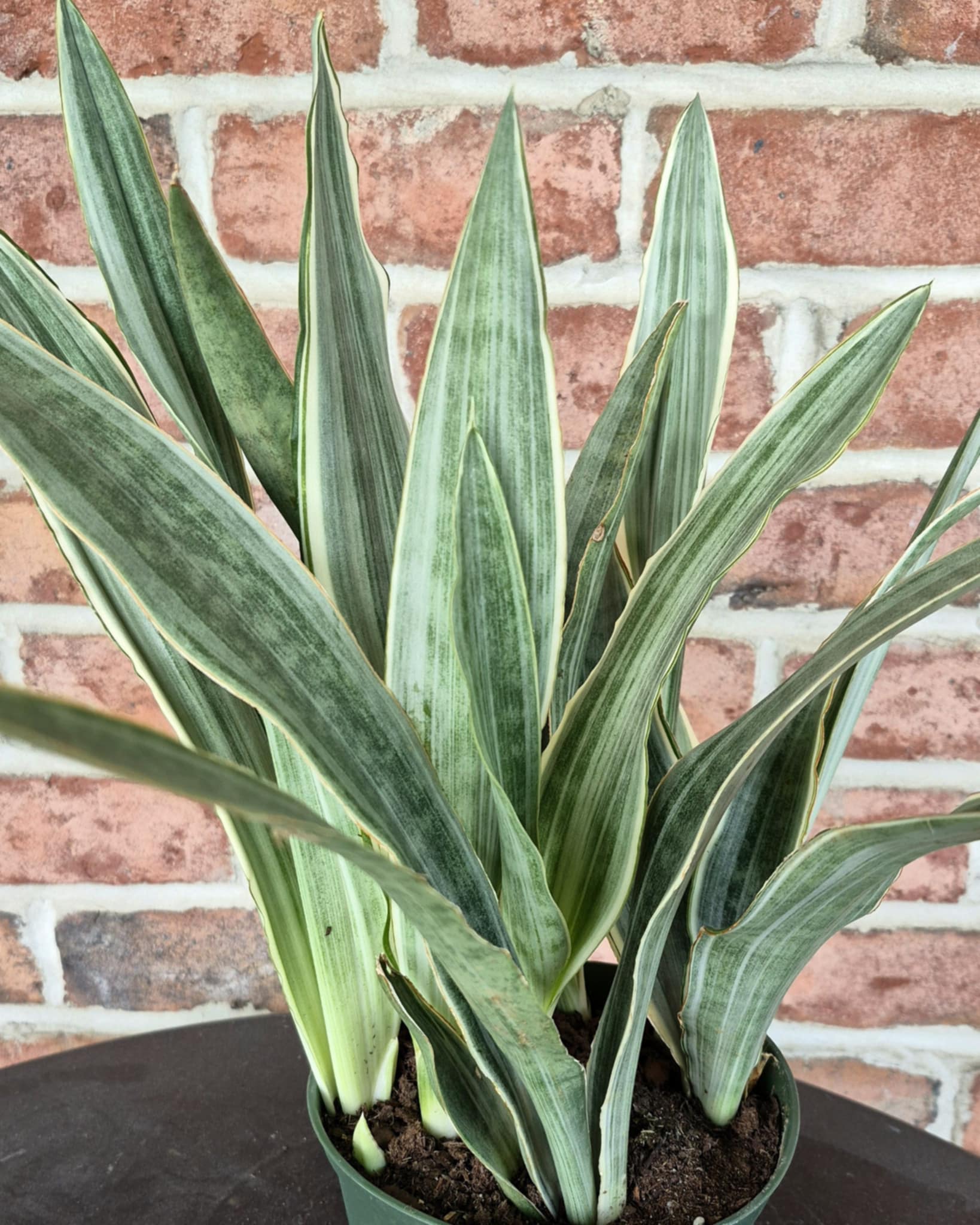 Sayuri Snake Plant (Sansevieria 'Sayuri') – Cedar Bridge Botanicals