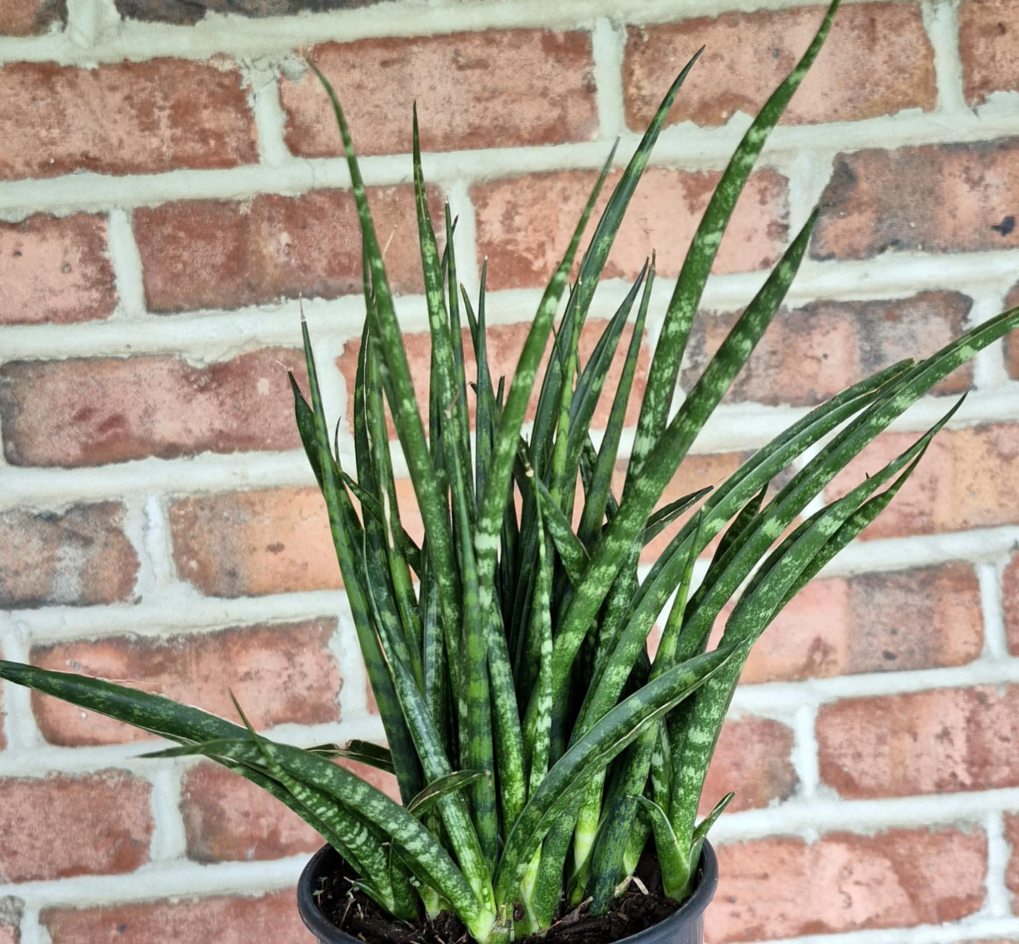 snake plant fernwood Fernwood Snake Plant (Sansevieria 'Fernwood Mikado') – Cedar Bridge Botanicals