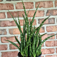 Load image into Gallery viewer, Fernwood Snake Plant (Sansevieria &#39;Fernwood Mikado&#39;)
